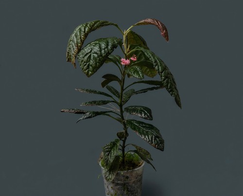 Acranthera brown sumatra - acranthera,