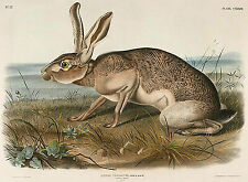 Texian Hare, Lepus Texianus John Woodhouse Audubon Hase Tiere Löffel B A3 02698
