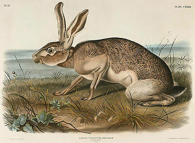 Texian hare lepus texianus - texian,