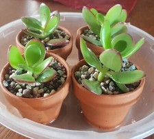 Crassula ovata Geldbaum Pfennigbaum  Jungpflanze Sukkulente Zimmerpflanze TOP!!!