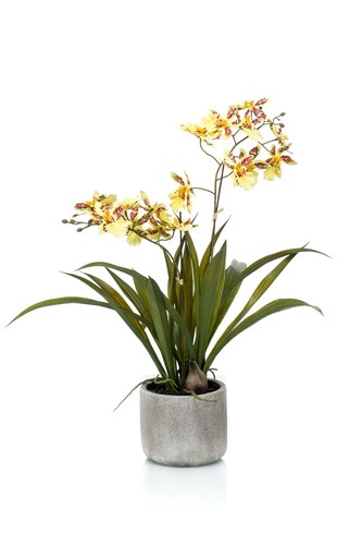 Artplants kunstorchidee - artplants,