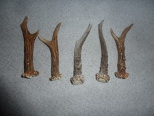 Rehgehörn Stangen Geweih Deko Design Basteln Geschenk Unikat