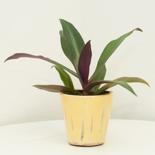 Rhoeo "Tradescantia spathacea"