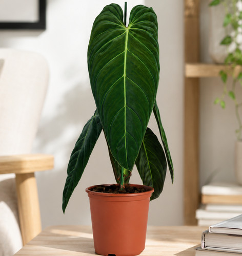 Philodendron melanochrysum - melanochrysum, 75