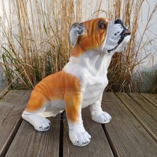 Englische Bulldogge Britischer