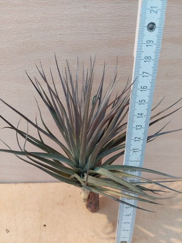 Tillandsia aeranthos var