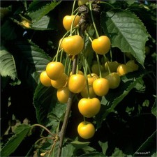 Kirschbaum dönissens gelbe - kirschbaum,