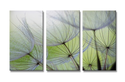 Bilder leinwand pusteblume - bilder,