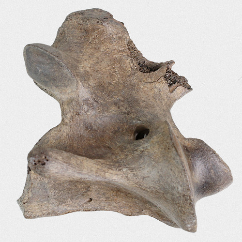 Fossil halswirbel axis - fossil,