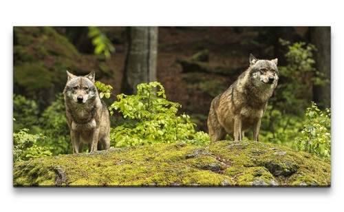 120x60cm leinwandbild wölfe - 120x60cm,