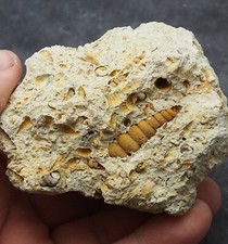 Gastropod Granulolabium sp