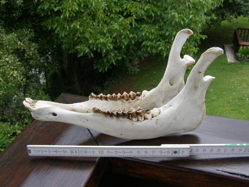 Unterkiefer rothirsch 25cm - rothirsch., 25cm.