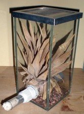 Ameisen ANTSTORE mini-Turm Arena - 10x10x20 cm - Alu-/Glas-Abdeckung (2x vorh.)