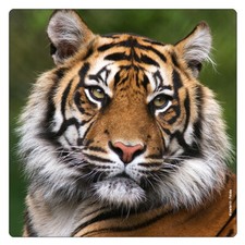 Kühlschrank - Magnet