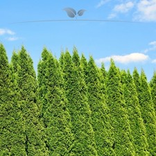 Lebensbaum Thuja Smaragd