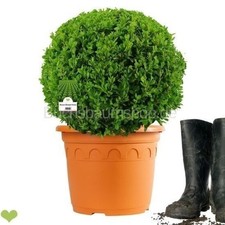 Buchsbaum Kugel 35-40cm o