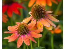 3 x Echinacea purpurea ‚Lakota Orange' (Scheinsonnenhut)