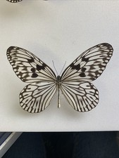Entomologie*Idea