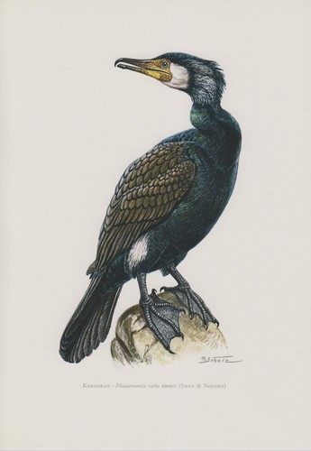 Kormoran - , carbo)