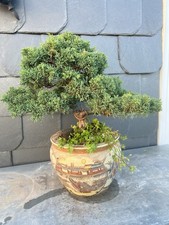 Bonsai chinesischer wacholder - chinesischer,