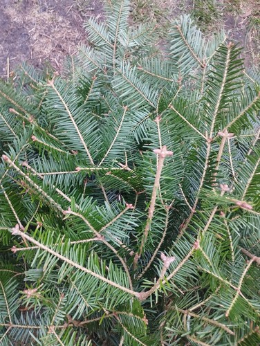 Küstentanne abies grandis - küstentanne,