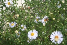weißfarben blühende Herbstaster -  Bienenweide - 20 Ableger
