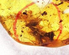 Seltener, polierter Bernstein