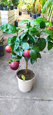 Citrus meyeri x sinensis 80cm Arcobal Regenbogen-Orange Früchten Zitruspflanze