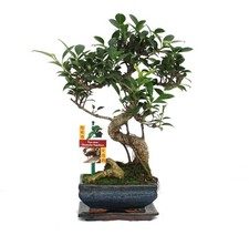 Exotenherz - Bonsai