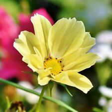 Schmuckkörbchen Sunset Yellow Cosmos bipinnatus 25+ Samen - Seeds Graines Z 111