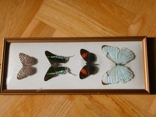 4 echte seltene präparierte