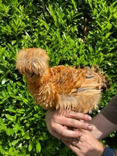 15 Seidenhühner (keine)