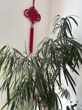 Fikus Binnendijkii Birkenfeige Zimmerpflanze Alii