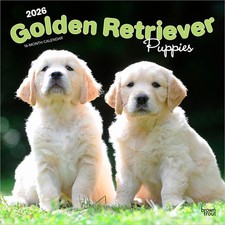 Golden Retriever Puppies -