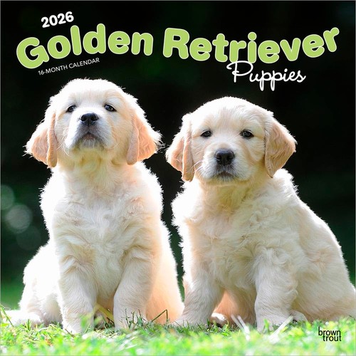 Golden retriever puppies - retriever,