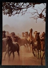 Pferdepostkarte, AK Pferde