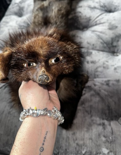 Vintage fuchs taxidermie - vintage,