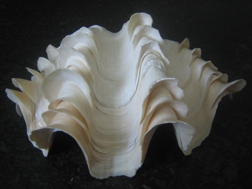 Große muschelschale tridacna - große, "tridacna