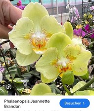 Orchidee Phal. Jeannette Brandon 'ES'  Warmversand 