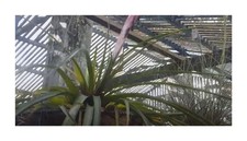 10x Tillandsia flexuosa