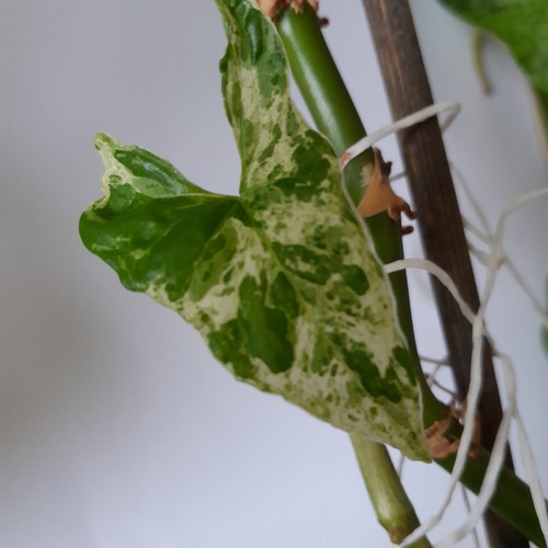 Syngonium mottled mojito sehr - syngonium,