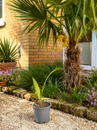 Hanfpalme trachycarpus - hanfpalme, (trachycarpus