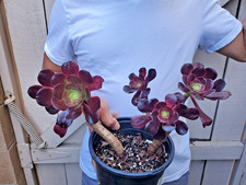 Aeonium black rose Succulent