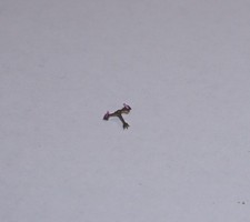 GRUEN CAL. 370 CURVEX ANKER