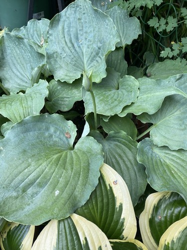 Hosta sky dancer 1 - sky, ,