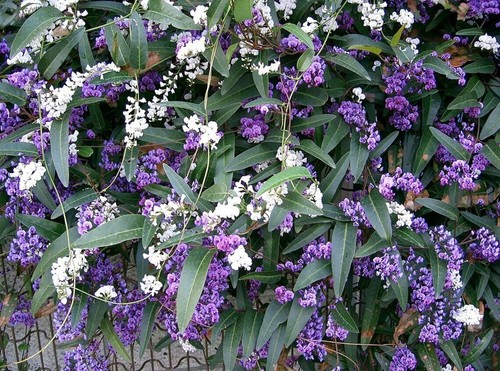 Sale2159 hardenbergia violacea - sale2159,