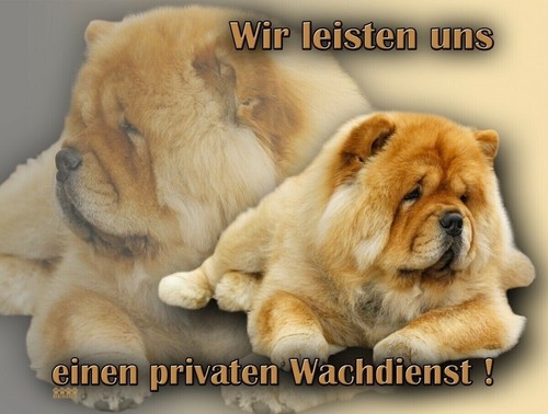 Chow hundewarnschild - chow,