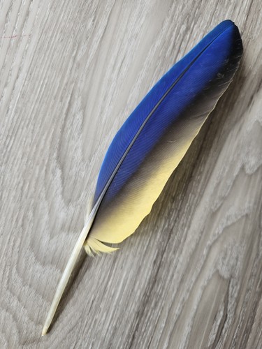 Blau - 💙💛,