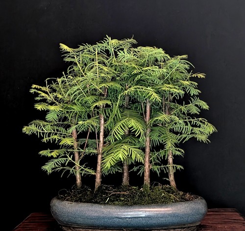 Bonsai urweltmammutbaum - bonsai,