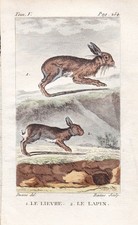 Kaninchen bunnies Hasen Lepus Hares Tiere animal animaux Kupferstich Buffon 1780